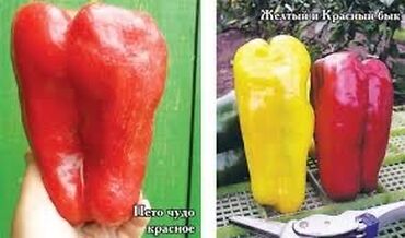 где можно купить нитритную соль: Перец