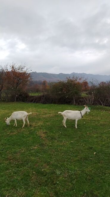 Keçi, çəpiş: Sanen safqan Südlük-törədici keçilər - Cins: ağ rəngli yerli/saanen — 7