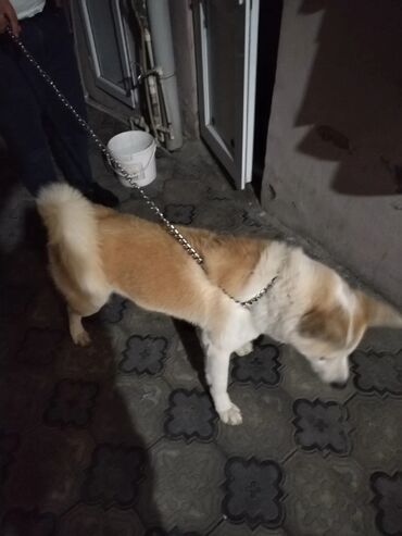 İtlər: Akita-inu, 1 il, Erkek, Peyvəndli, Ünvandan götürmə