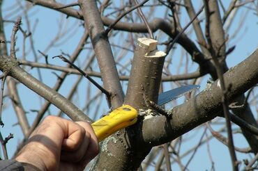 саженцы грецкого ореха: Обрезка плодовых саженцев деревьев опыт работы 9 лет садавод большого