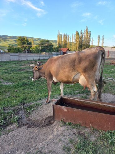 Коровы, быки: Продаю | Корова (самка) | Алатауская, Швицкая | Для разведения, Для молока | Племенные
