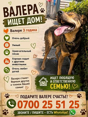пес: Собака даром: 3 года, Самец, С прививкой — 2
