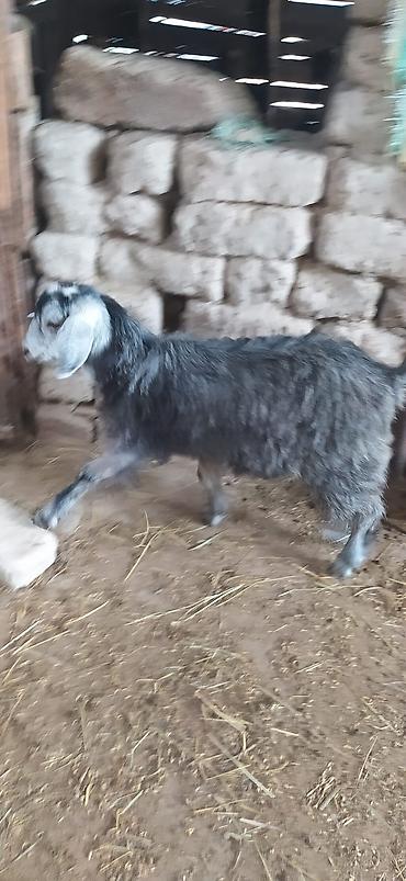 inek alqi satqisi: Məhsul: Kəpiş sürüsü Təsvir: - 28 baş kəpiş, dişi və ərkək — 5