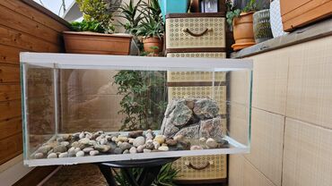 akvarium baliglari: Akvarium daşlarnan bir yerdə satilir. Uzunluğu 55 sm Eni 25 sm
