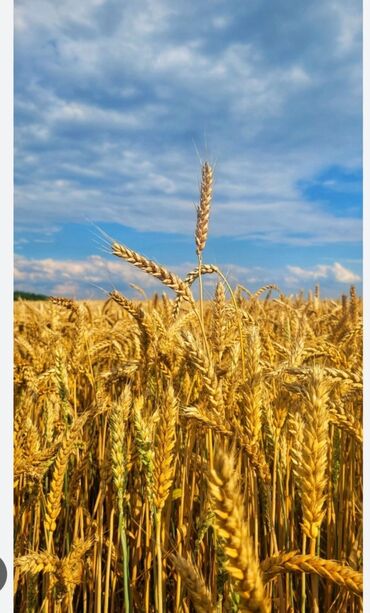продам ячмень оптом: Другие животные