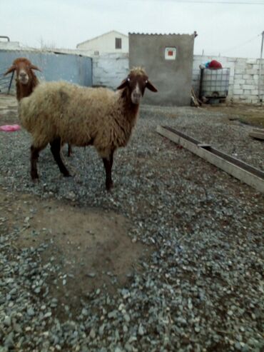 Qoyunlar, qoçlar: Məhsul: Qoyunlar - Növ: Yerli (ehtimalən qaragül/yağlı quyruq tipli) — 2