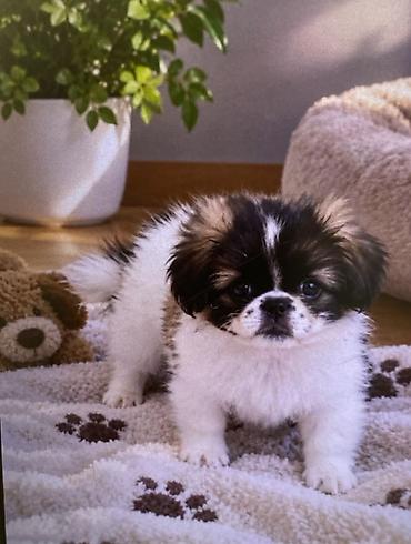it üçün ev: Pekines, Erkək — 1