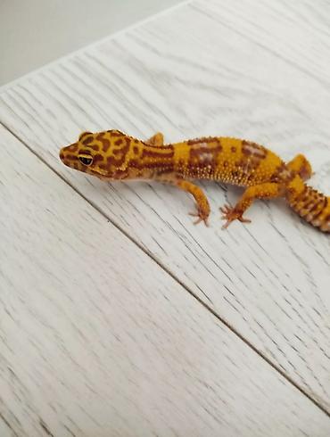 капли от блох: 🦎 Продается ящерица Эублефар с террариумом. Ящерица: 	•	Пол: Самец — 2