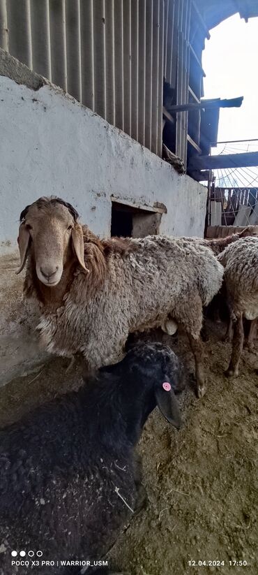 Бараны, овцы: Возраст от 6-7 месяцев 
только звонки пожалуйста WhatsApp