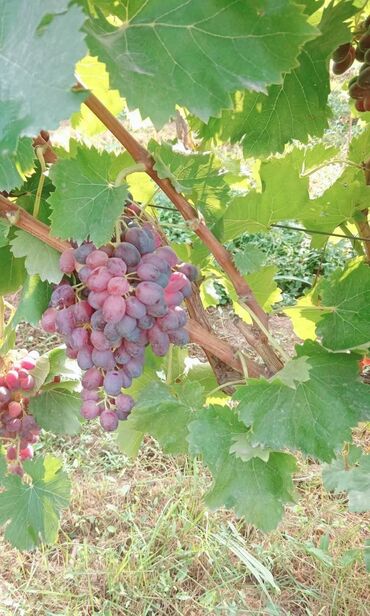Şitillər: Üzüm tingləri – müxtəlif süfrə sortları Təsvir: - Seçmə süfrə üzüm — 11