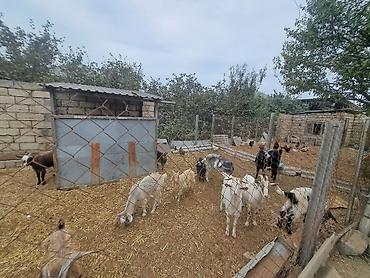 at satisi qiymetleri: Tam sağlam 13 baş keçi içinde cins heyvanlarda var ciddi alicilar — 2