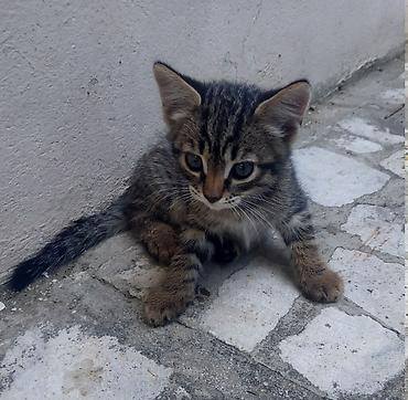 gence pisik: Bu gözəl balaca evini gözləyir ❤️ 1,5 aylıq çox şirin balaca pişiklər — 4