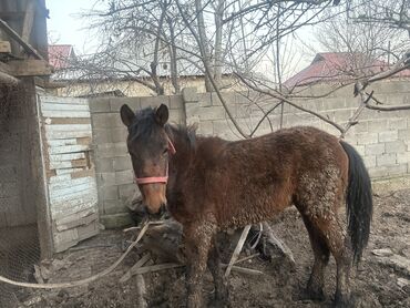 лошадьи: Продаю | Жеребец | Кара Жорго | На забой