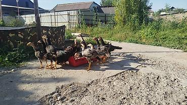 Айыл-чарба жаныбарлары: Сатам | Балапандар | Көбөйтүү үчүн — 4