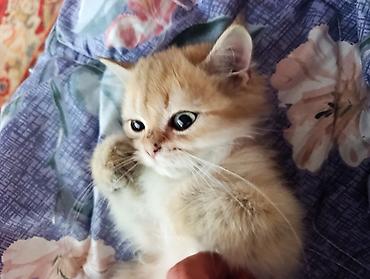 Продажа кошек: Скотиш Страйт (Шотландская прямоухая), 3 месяца, Мальчик, Золотая шиншилла, Приучена к лотку, Проглистована — 6