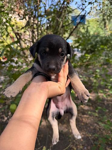 Отдам даром собаку: 🐾 7 чудесных щенят ищут добрые руки! 🐾❤️ Отдаём семерых здоровеньких — 4