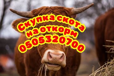 лошадь кунан: Куплю | Коровы, быки, Лошади, кони | На откорм, Откормленные, Самовывоз