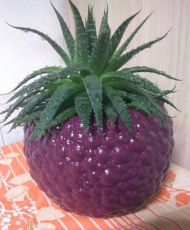 Другие товары для дома и сада: Продаю диффенбахии. Диффенбахия чистит воздух, помогая удалять из — 8