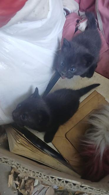 ОТДАМ КОТЯТ В ДОБРЫЕ РУКИ. Котята — домашние любимцы - Описание