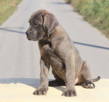 Psi: Cane Corso štenci dostupni za rezervaciju! U ponudi imamo tri na lalafo.rs — 7 Psi: Cane Corso štenci dostupni za rezervaciju! U ponudi imamo tri — 7