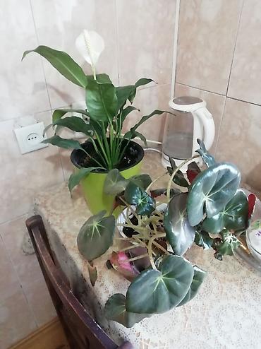 Комнатные растения в горшках: 1) Спатифиллум (Spathiphyllum) с белым at lalafo.kg Комнатные растения в горшках: 1) Спатифиллум (Spathiphyllum) с белым