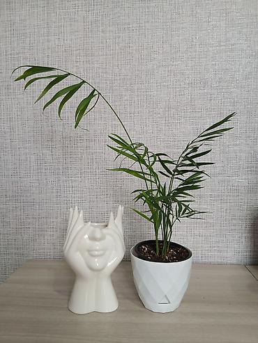 Женское счастье (Спатифиллюм): Комнатные растения в горшках 1) Цитрус (лимон/апельсин из косточки) — — 9