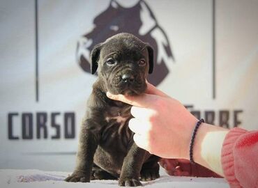 doga: Cane Corso štenci Odgajivačnica "Corso sotto la Torre" predstavlja