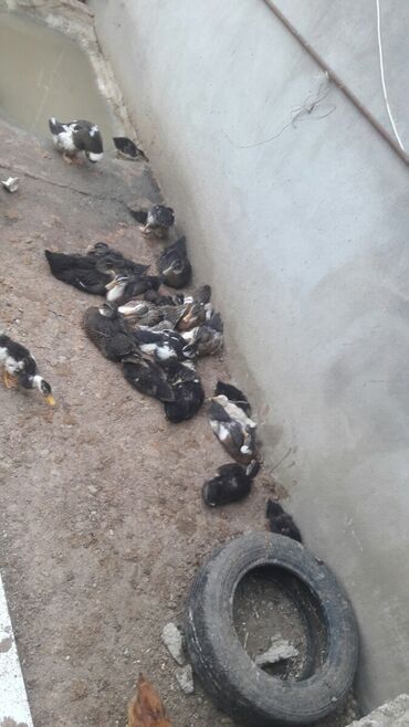 ev qusu: 2 aylık yerli ördekler satilir 12 azına unvan bine saxvoz baki seheri