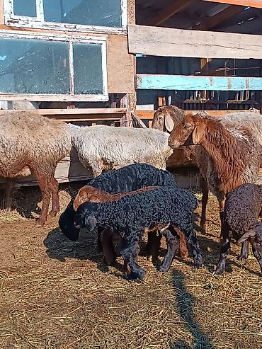 Баран, овца: Продаю | Ягненок | На забой | Племенные — 8