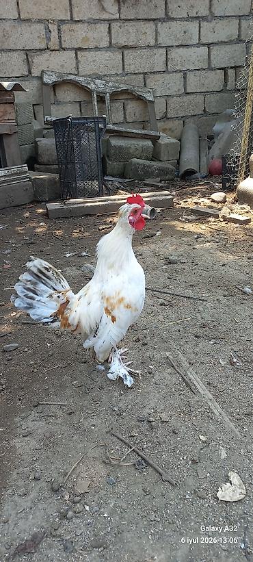 Toyuqlar: Toyuq, Damazlıq -da lalafo.az — 1 Toyuqlar: Toyuq, Damazlıq — 1
