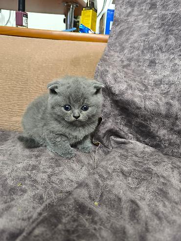Кошки: Шотландская вислоухая — 1