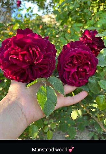 Aromatik İngilis gülü – Munstead Wood - Növ: İngilis qızılgülü