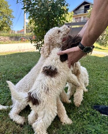 mini pomeranac cena: Prodaja stenci - Lagoto romanjolo Dostupni štenci Lagoto Romanjole