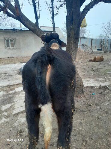 Коровы, быки: Продаю | Бык (самец) | На откорм | Привязанные — 11