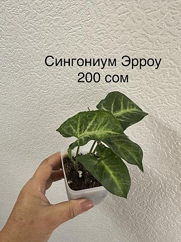 Герандар жана пеларгониялар: Укорененные черенки/отростки. Адрес 8 мкр — 10
