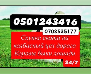 собаки для охоты: Скупка скота на колбасный цех коров быков телок лошадей вынужденный — 1