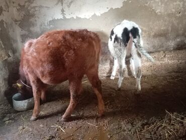 Dana, buzov: Dana, buzov, Dişi, ay: 9, 250 kq, Damazlıq, Ünvandan götürmə — 7