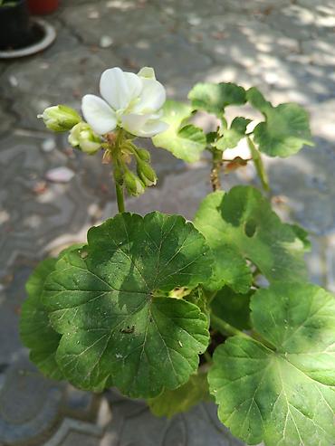 герань купить: Pelargonium (qızılqabaq/geranium) saksı gülləri 4 AZN, geranlar 3 azn — 3