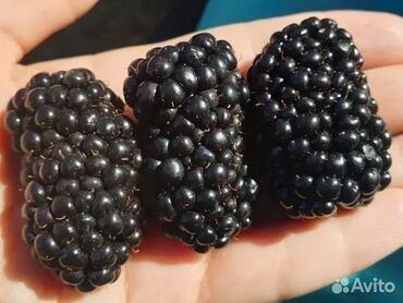 мягкая игрушка с пледом внутри: Кара бүлдүркөн Дүңүнөн, Акысыз жеткирүү, Өзү алып кетүү