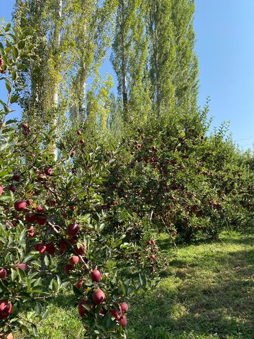 продажа бани: Яблоки Крипсон, Оптом