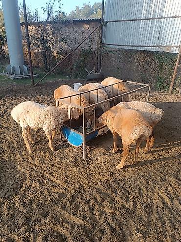 купить кошку бишкек: Козу кочкор сатылат 7баш — 2