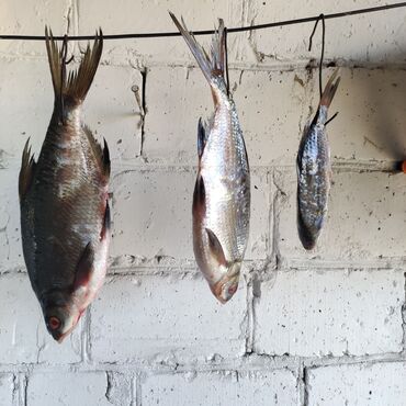 sportivnye giri 50 kg: Сушёная рыба 50 сом. разная есть рыба сушеная