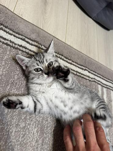 Продажа кошек: Очаровательный котёнок шотландской вислоухой породы в серебристом — 6