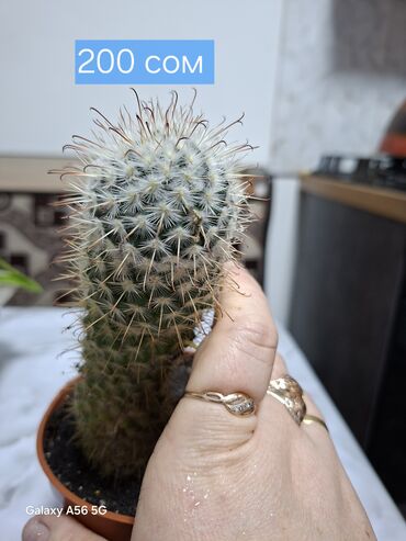 Кактусы: Продаю кактусы — 8