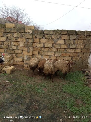 Qoyunlar, qoçlar: 3 qoyun 1 quzu satılır biri ana baladir dişi bala ilə kom 1.150 — 5