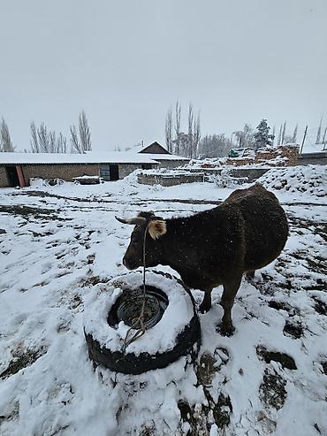 Коровы, быки: Продаю | Корова (самка) | Швицкая | Для молока | Привязанные — 5