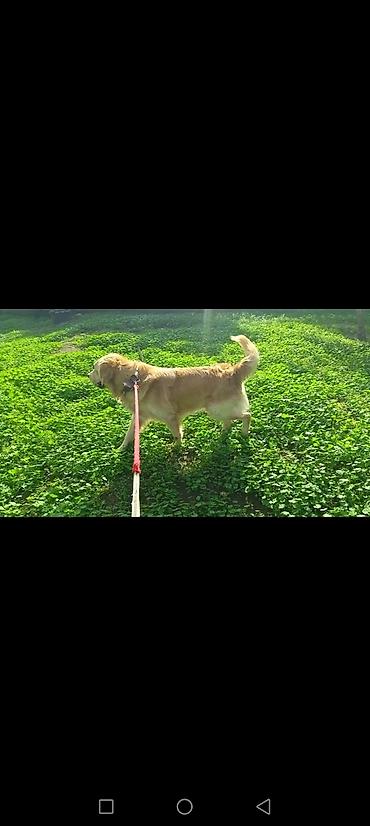 heyvan dermanlari: Retriever — 3