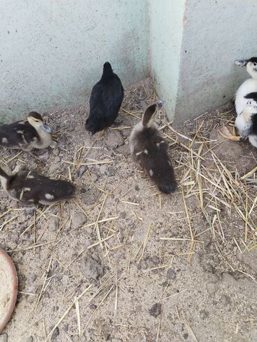 Кошки: Muscovy (hinduşka ördəyi) balaları satılır. Xüsusiyyətlər: - Cins