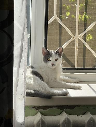 кошка с разными глазами: Отдам в хорошие руки кошку, ласковая, игривая, дружелюбная отдам — 5