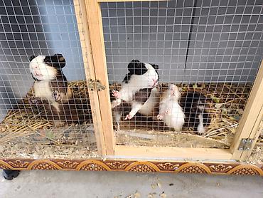 Ev heyvanı – dəniz donuzu (Guinea pig) - Növ: Dəniz donuzu, qısa lalafo.az -da Ev heyvanı – dəniz donuzu (Guinea pig) - Növ: Dəniz donuzu, qısa
